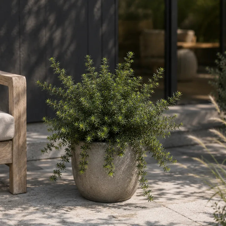 Arbusto di Westringia fruticosa in vaso moderno da esterno con vegetazione compatta e ricadente, perfetto per giardini contemporanei e zone soleggiate.