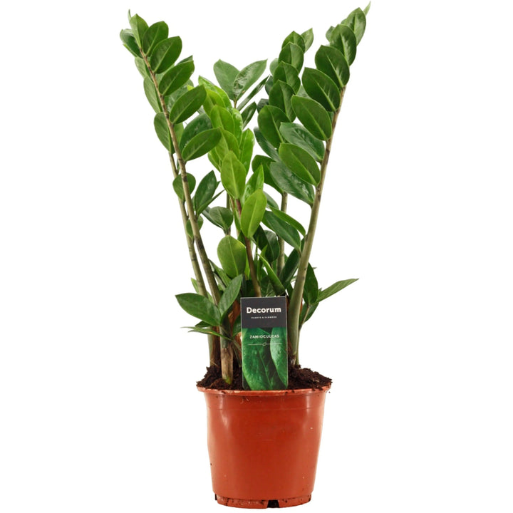 Zamioculcas zamiifolia prezzo - pianta da interno in vaso vivaio da 14 cm, resistente e decorativa