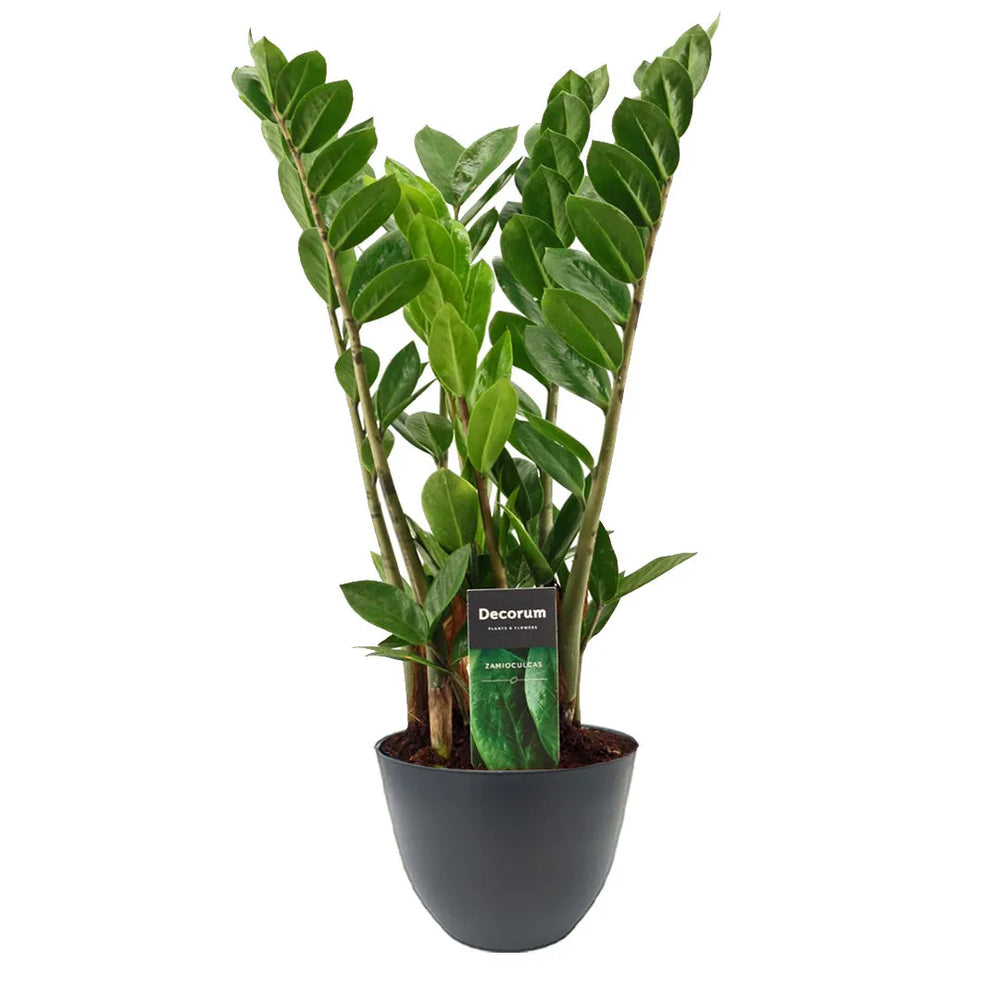 Zamioculcas zamiifolia cura - pianta da interno con vaso antracite ecosostenibile, altezza 45 cm