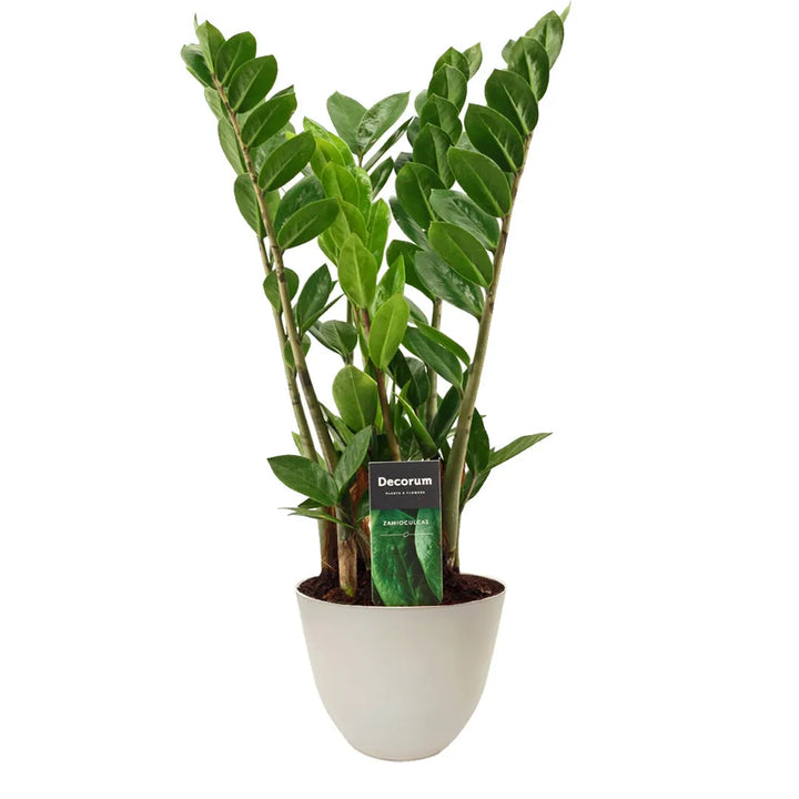 Zamioculcas Zamiifolia online - pianta da interno in vaso riciclato avorio, elegante e facile da curare