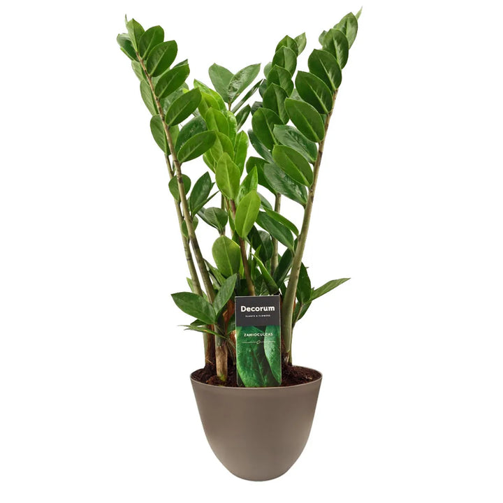 Zamioculcas zamiifolia vaso - pianta da interno con vaso tortora in plastica riciclata, ideale per ambienti moderni