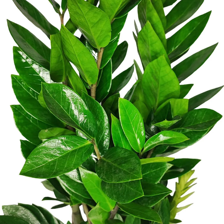 Zamioculcas Zamiifolia foglie - Dettaglio delle foglie lucide e carnose di una Zamioculcas, che mostrano il colore verde intenso