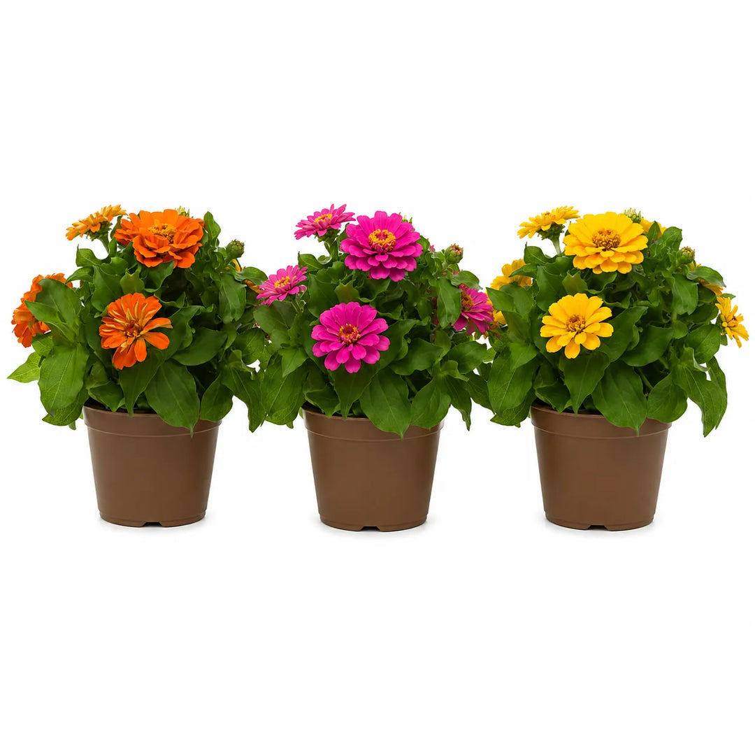 Piante di zinnia con fiori arancioni, rosa e gialli coltivate in vaso per balconi, terrazzi e giardini soleggiati.