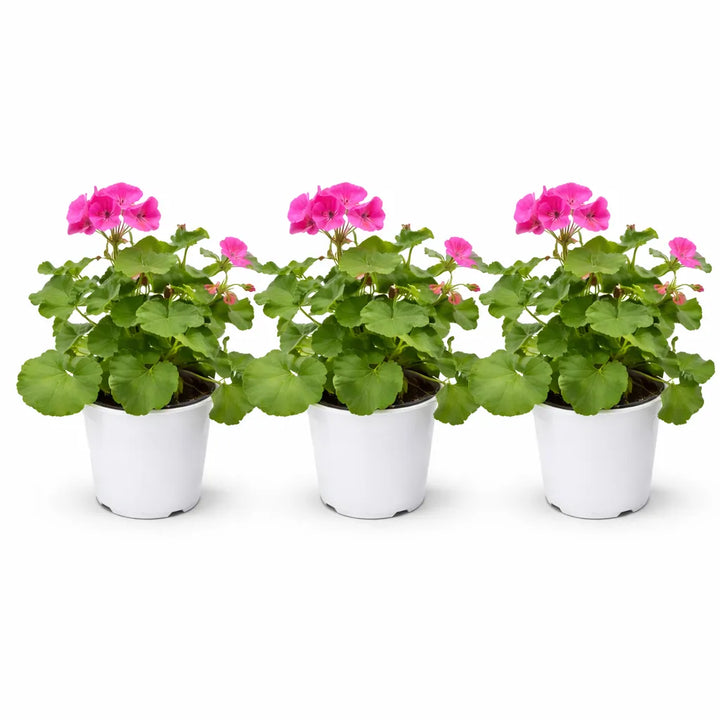 Geranio zonale colori - Dettaglio dei fiori in diverse tonalità brillanti