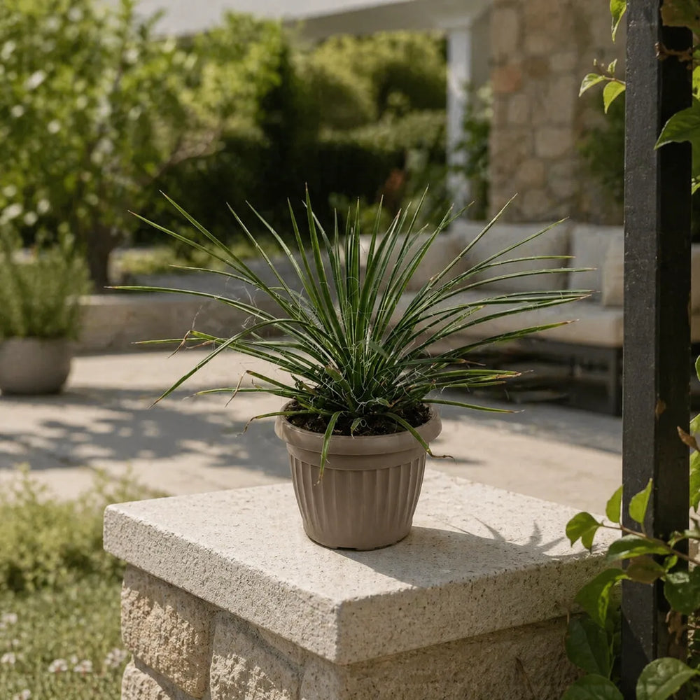 Agave filifera pianta ornamentale resistente per arredo esterno giardino e terrazzo