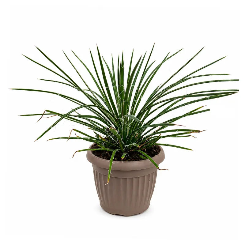 Agave filifera pianta grassa da esterno in vaso con filamenti bianchi foglie sottili