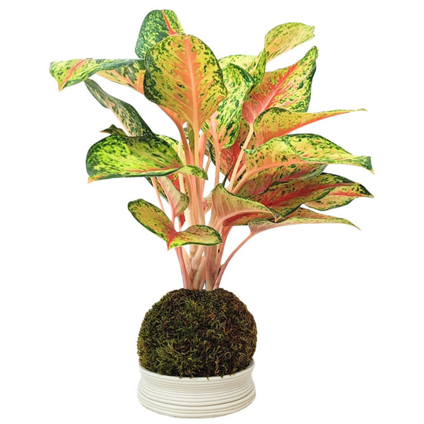 Kokedama Aglaonema 10 carats