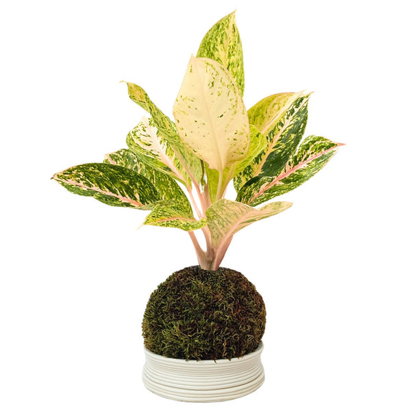 Kokedama Aglaonema 30 Million