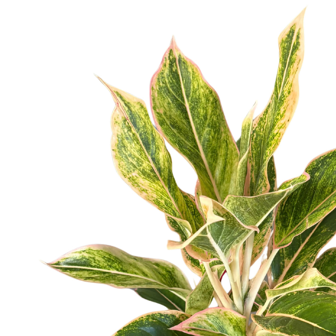 Dettaglio ravvicinato delle foglie dell'Aglaonema Creamy Tricolor, con sfumature rosa e crema su fondo verde brillante.