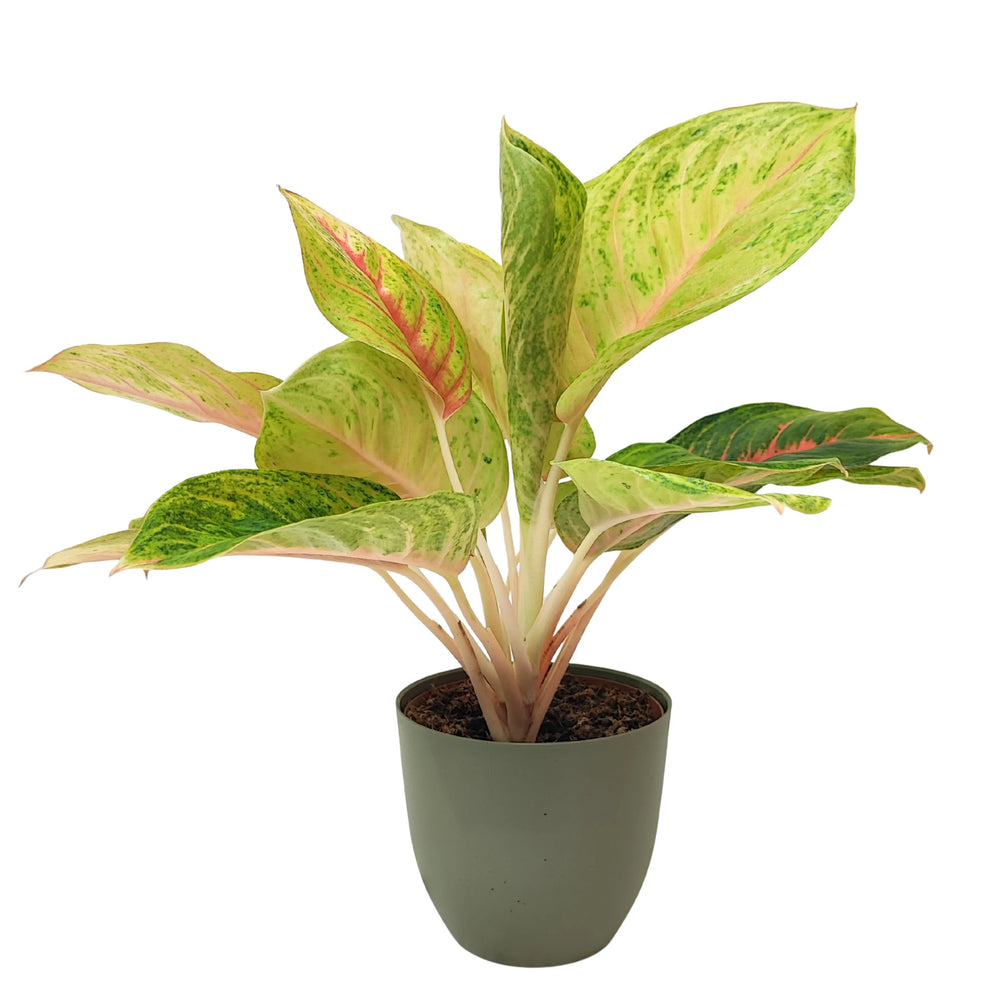 Pianta Aglaonema Dong Heng in vaso verde, fotografata frontalmente, con foglie esotiche dai toni pastello e venature rosa.