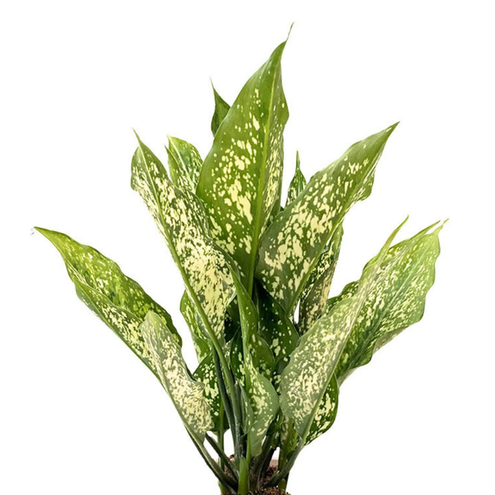 Dettaglio ravvicinato delle foglie variegate dell’Aglaonema First Diamond in kokedama, con pattern chiaro su sfondo verde brillante.