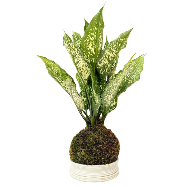Kokedama Aglaonema Premier Diamant