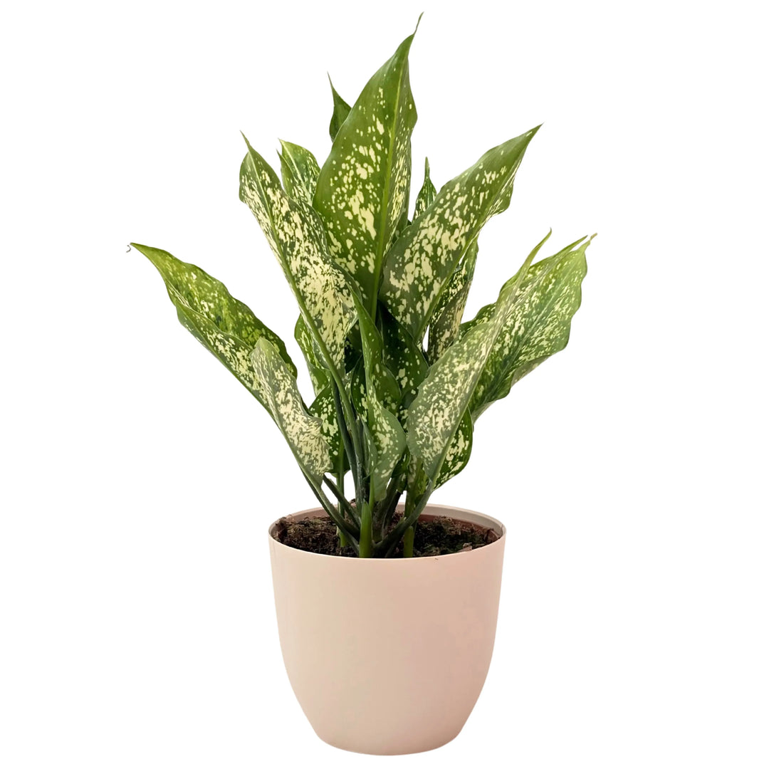 Pianta Aglaonema First Diamond in vaso beige, foglie verdi con variegature crema, ideale per interni luminosi.