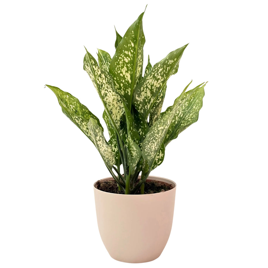 Pianta Aglaonema First Diamond in vaso beige, foglie verdi con variegature crema, ideale per interni luminosi.