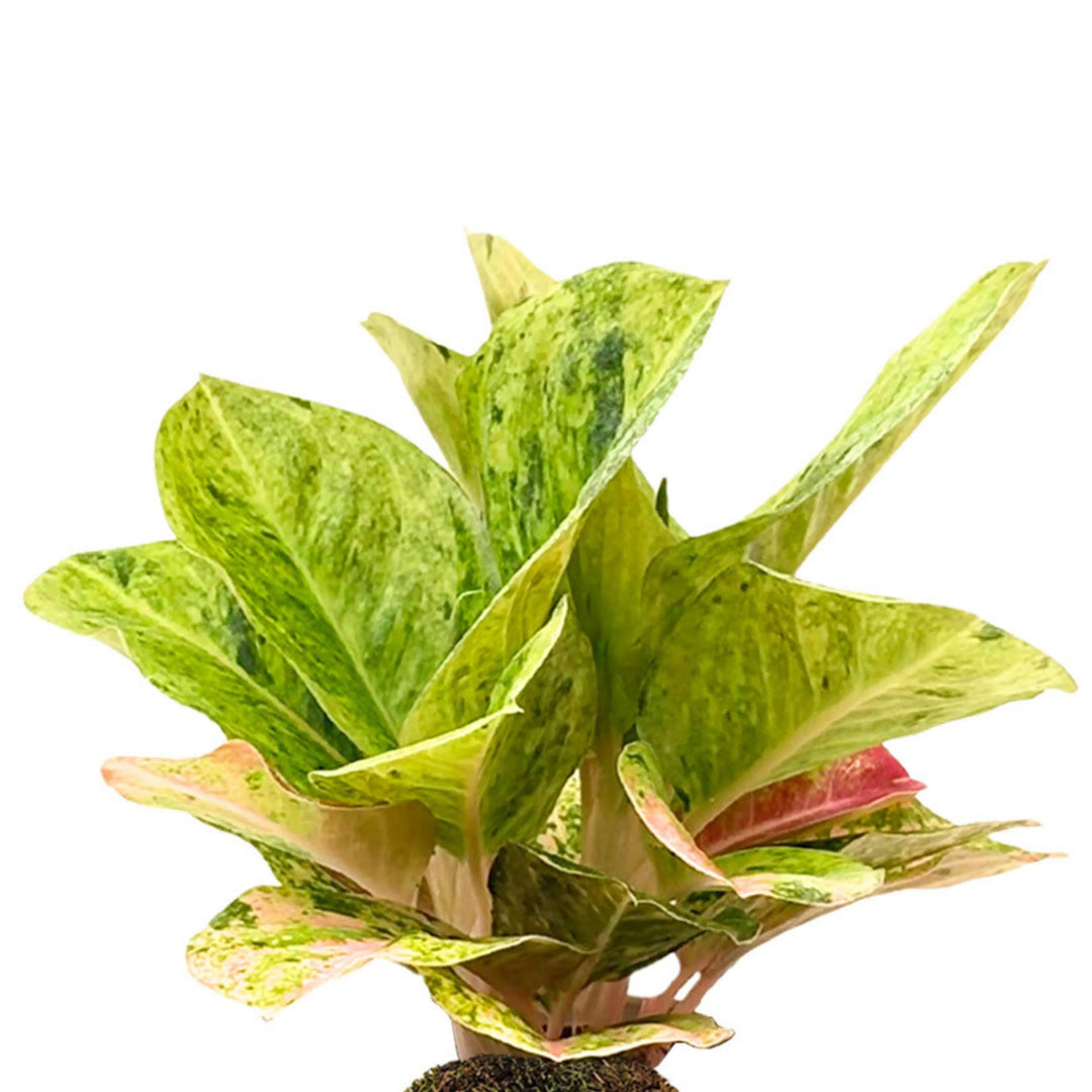 kokedama aglaonema Kokedama Aglaonema « Première Verte » avec support en argile fait main — i Giardini di Giulia