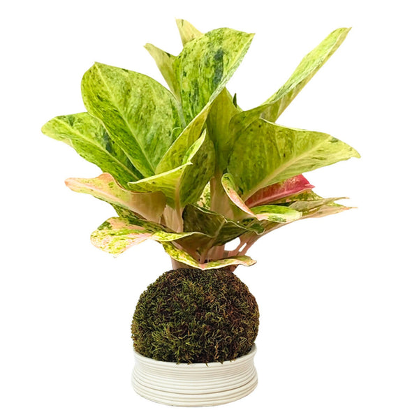 Kokedama Aglaonema First Green