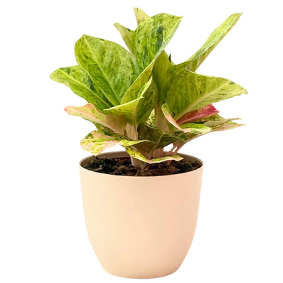 Aglaonema Erste Grün