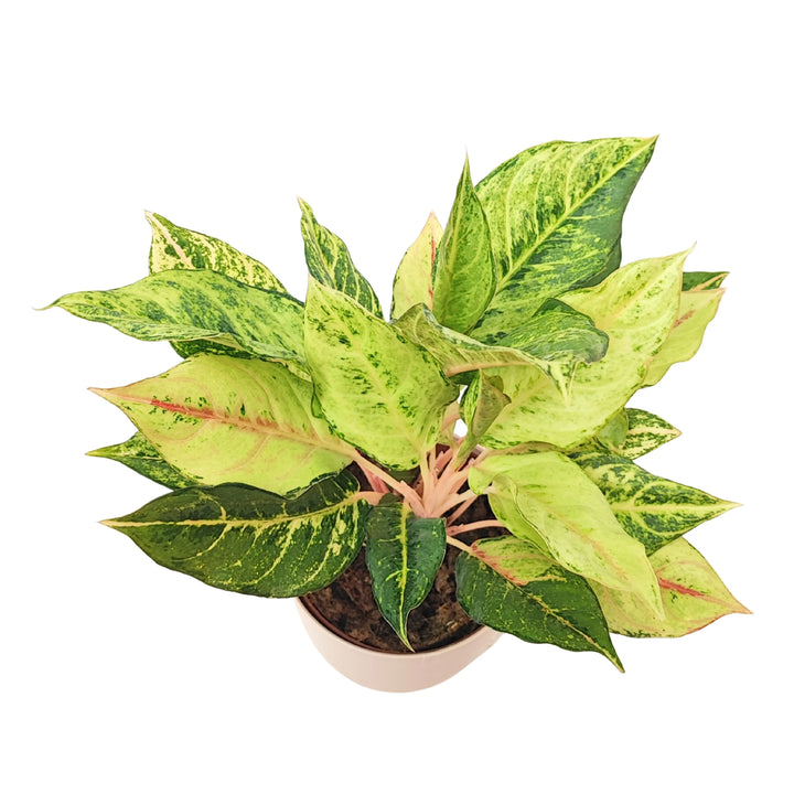 Vista dall’alto dell’Aglaonema Lucky, pianta ornamentale con foglie ampie e variegatura intensa.