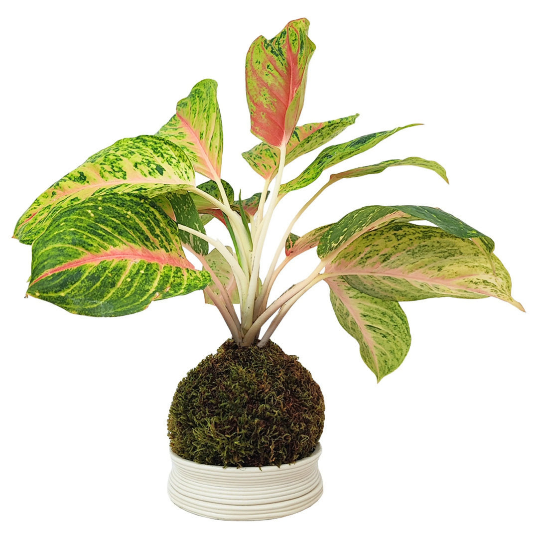 kokedama aglaonema Kokedama Aglaonema « Maha » avec support en argile fait main — i Giardini di Giulia