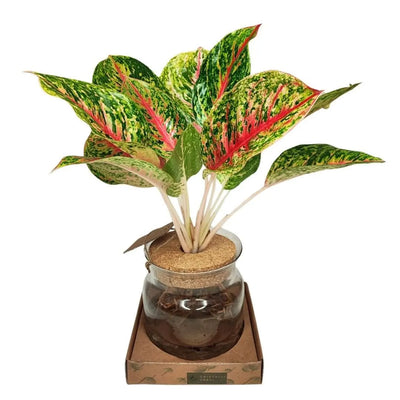 Aglaonema Maha Lab in idrocoltura
