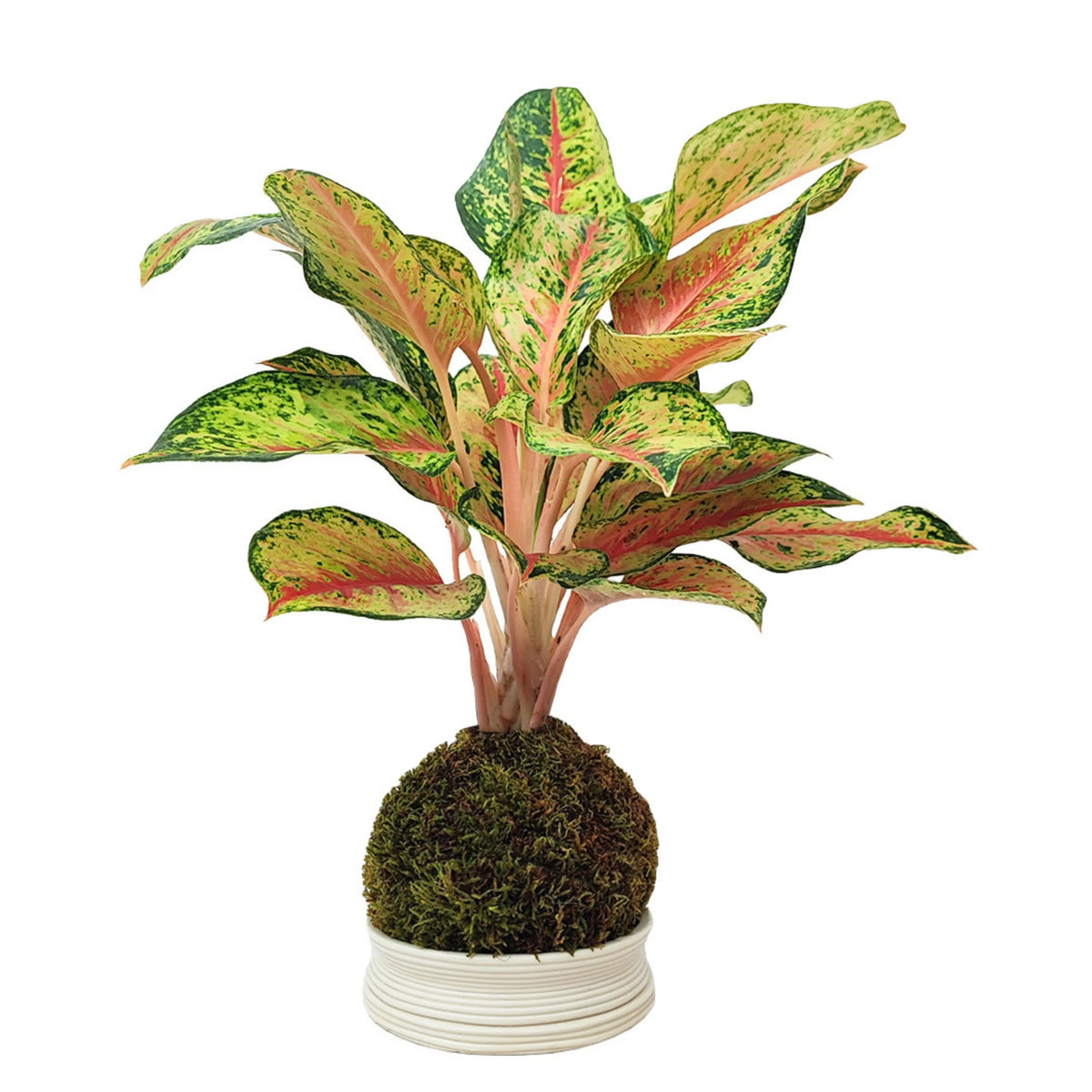 Kokedama Aglaonema 