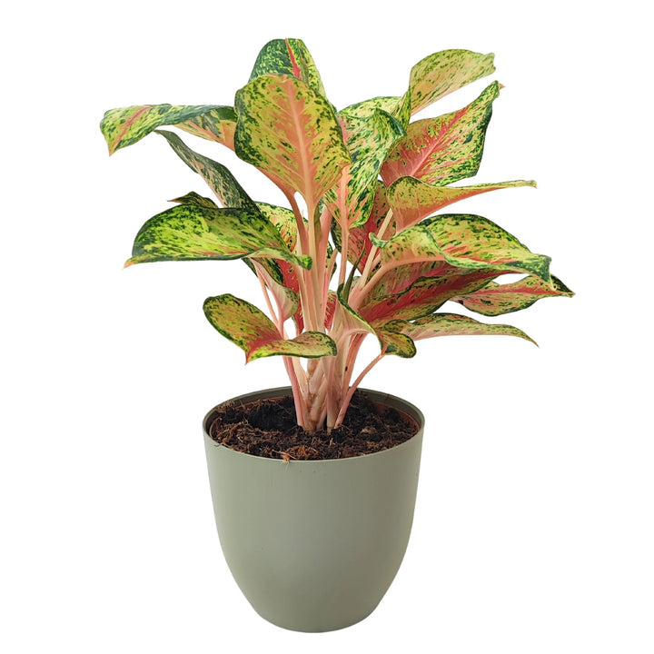 Aglaonema Maha Lab in vaso verde rosmarino vista frontale, con foglie dense e variopinte nei toni del rosa, verde e giallo lime.