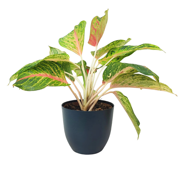 Pianta Aglaonema Maha in vaso nero, caratterizzata da foglie grandi con screziature verdi e nervature rosa decorative.