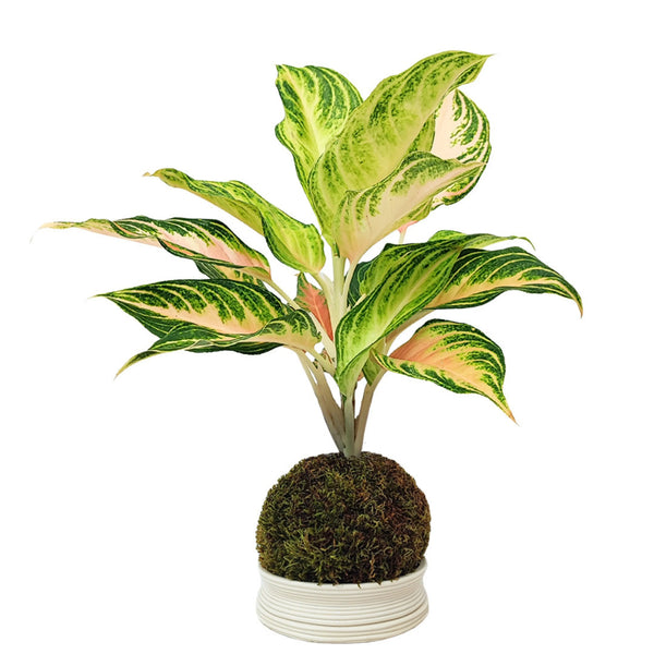 Kokedama Aglaonema Vague Rose