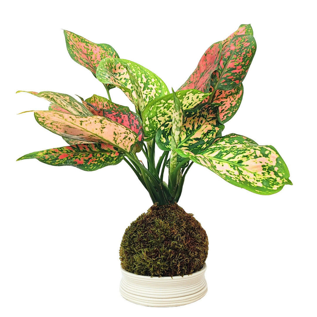 Kit Kokedama DIY tout inclus en Aglaonema rouge Uniame