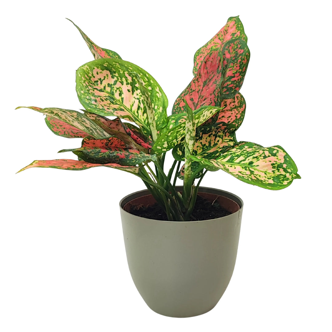 Aglaonema Red Uniame - pianta in vaso verde oliva, fogliame variegato