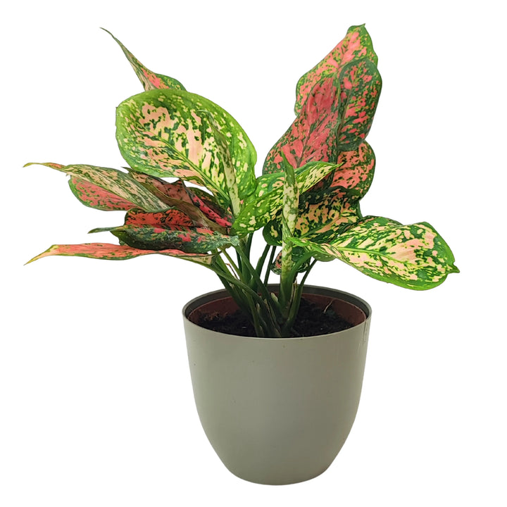 Aglaonema Red Uniame - pianta in vaso verde oliva, fogliame variegato