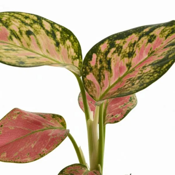 Aglaonema Red Unime - dettaglio ravvicinato delle foglie variegate rosse e verdi