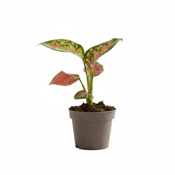 Mini Aglaonema Red Unime - pianta da interno compatta in vaso grigio su sfondo bianco