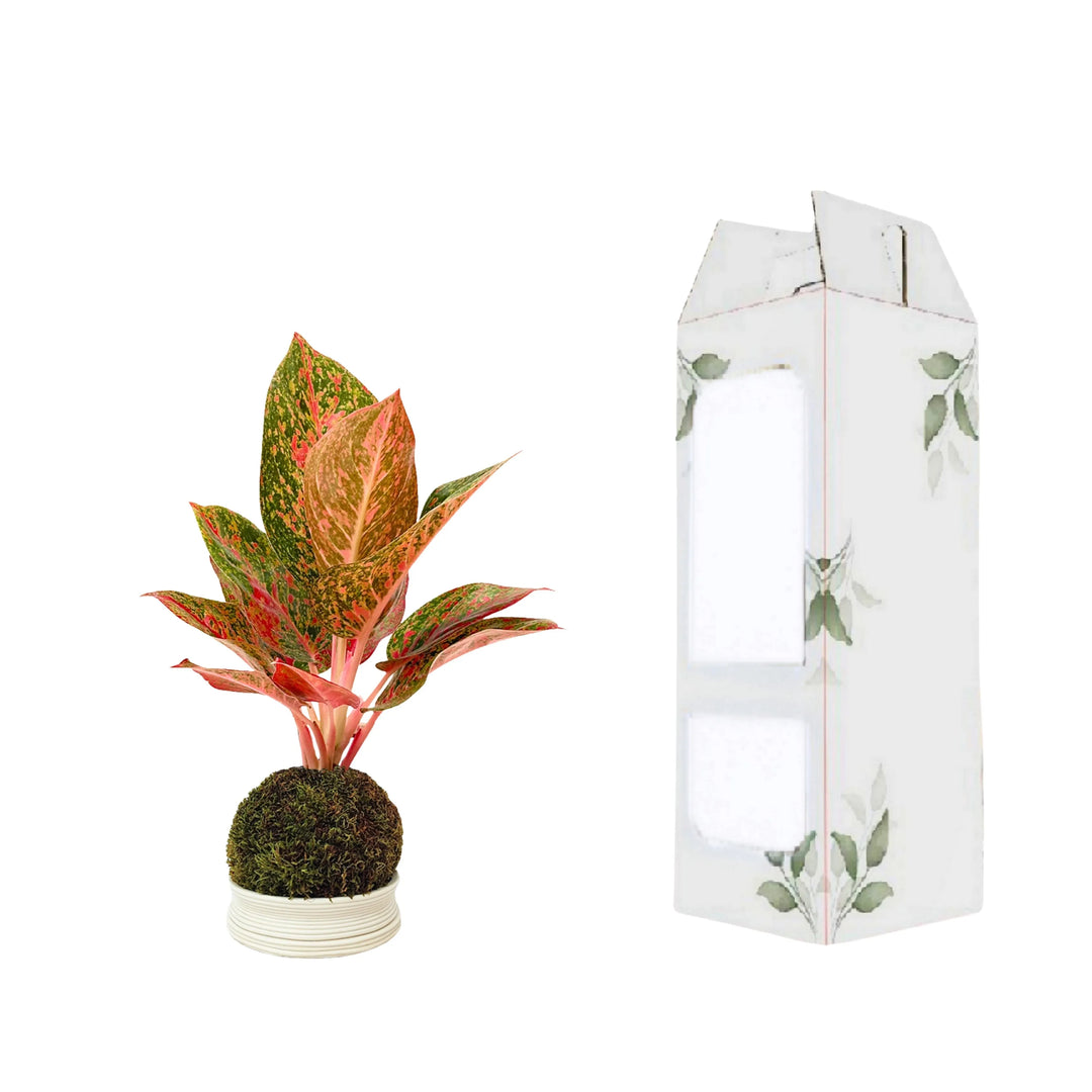 Aglaonema Sab Mongkol in kokedama con confezione regalo elegante, ideale per decorazioni green personalizzate.