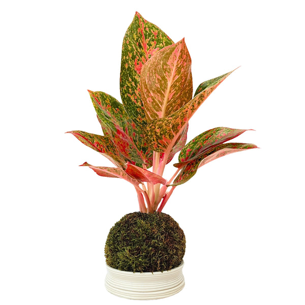 Kokedama Aglaonema Sab Mongkol