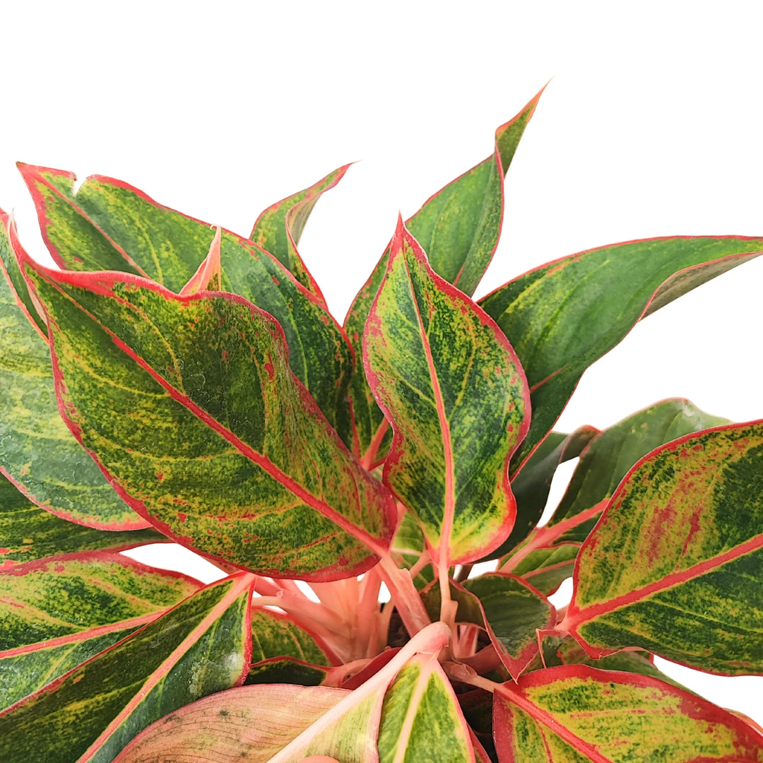 aglaonema pianta Aglaonema Sam Orlala Pianta d'Interno Decorativa Giardini di — i Giardini di Giulia