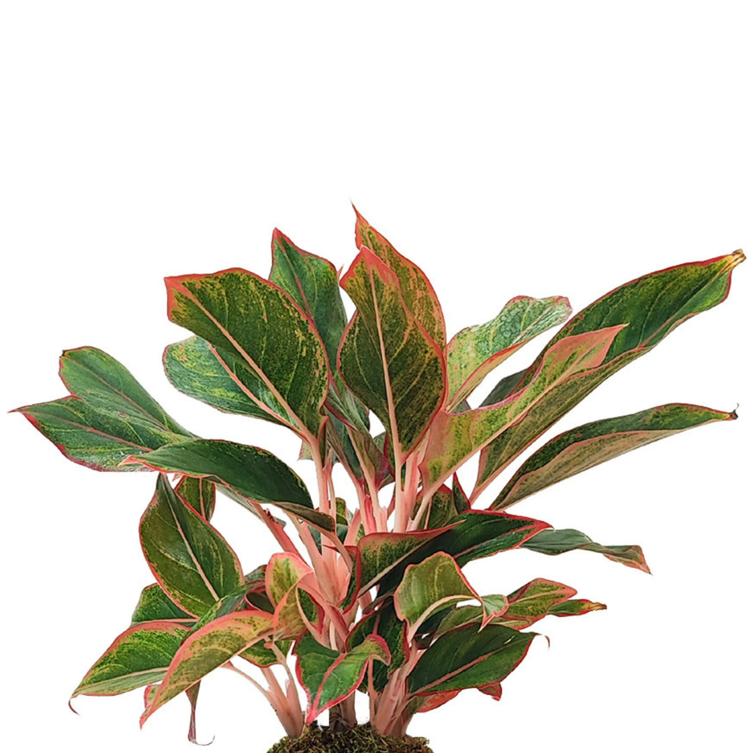 Dettaglio delle foglie variegate dell’Aglaonema Sam Orlala in kokedama, con sfumature rosa e verdi su sfondo bianco.