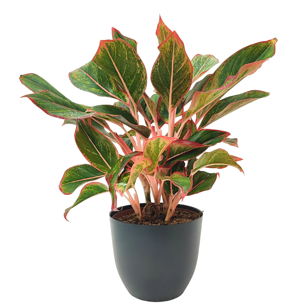 Aglaonema Sam Orlala - pianta ornamentale con fogliame fitto e venature rosse in vaso antracite