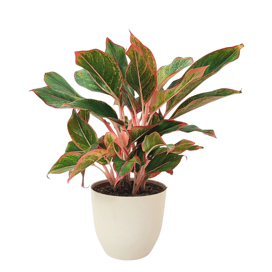 aglaonema pianta Aglaonema Sam Orlala Pianta d'Interno Decorativa Giardini di — i Giardini di Giulia