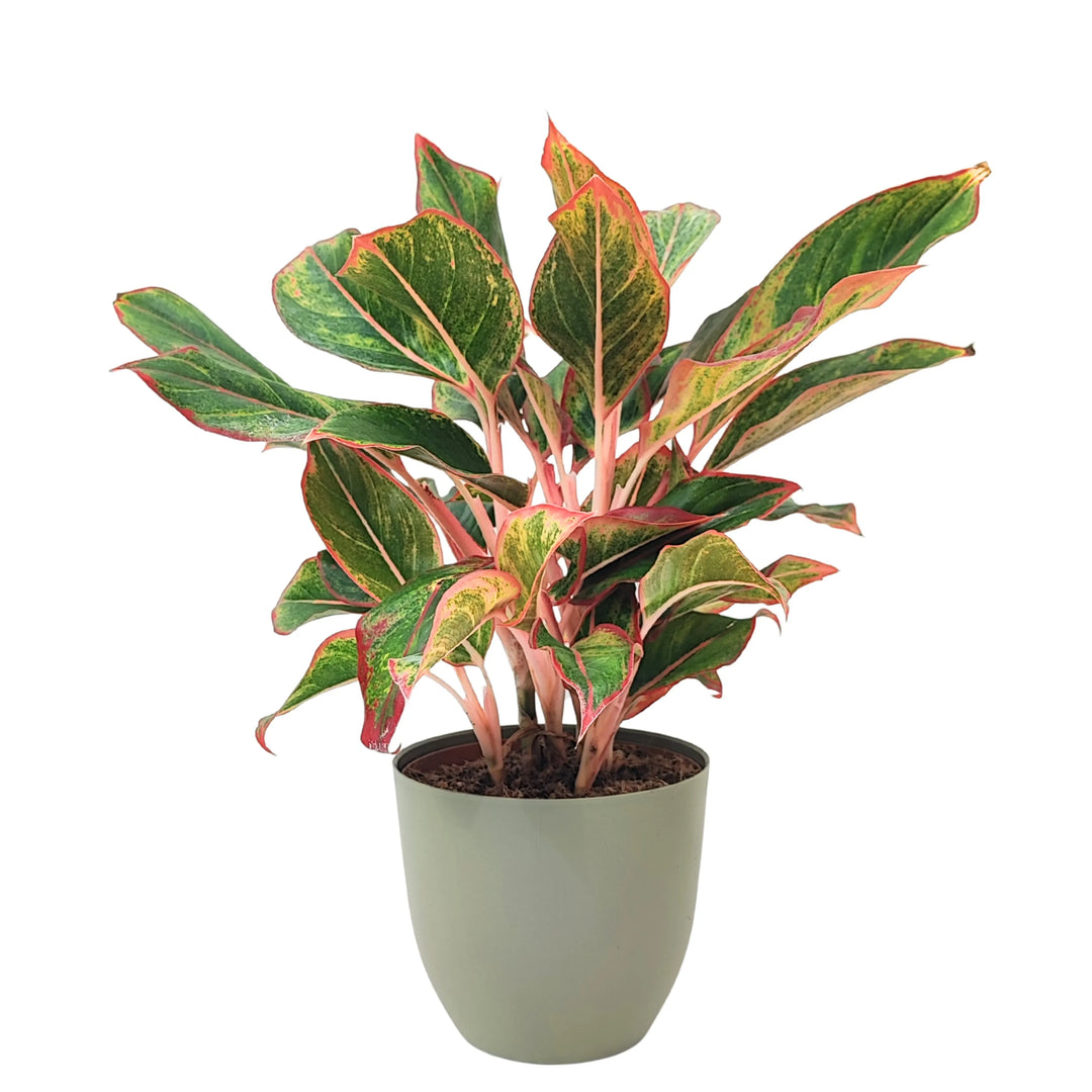 Aglaonema Sam Orlala - pianta d'interno con foglie variegate verdi e rosse in vaso verde rosmarino