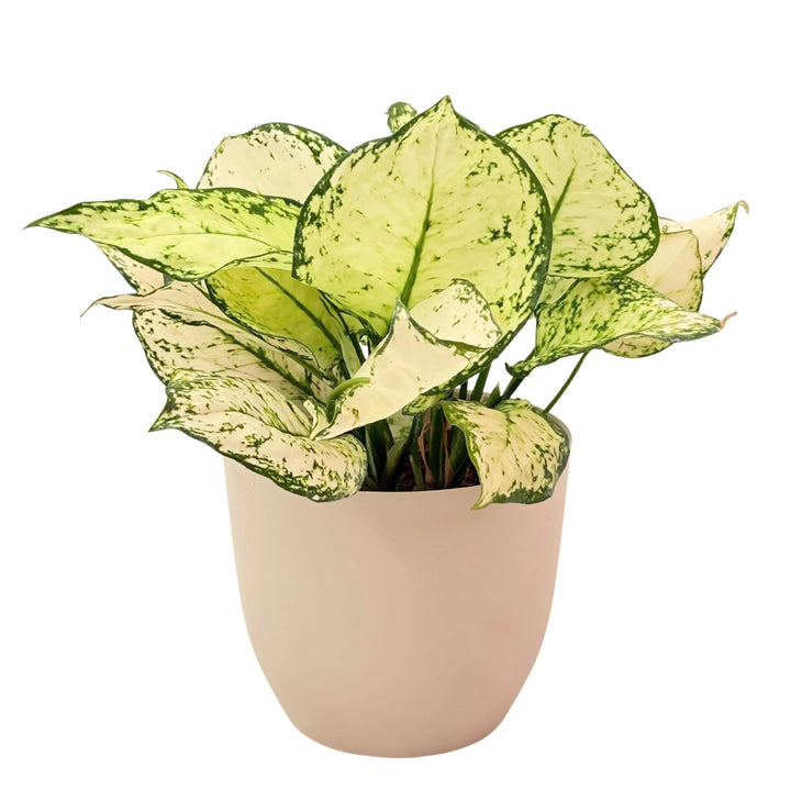 Aglaonema White Kiwi in vaso avorio, foglie larghe variegate in crema e verde intenso