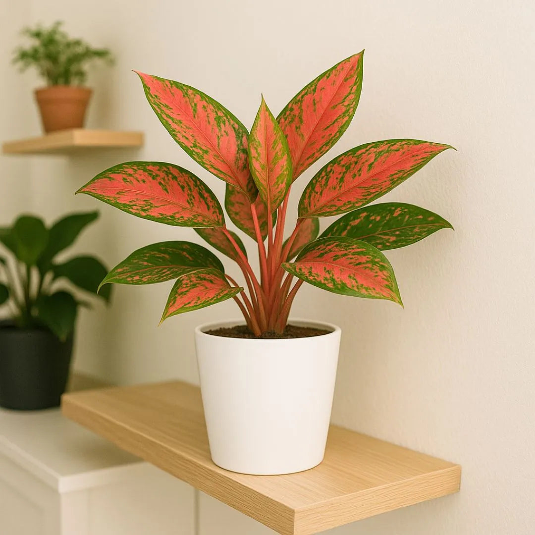 Pianta Aglaonema con foglie rosse e verdi in vaso tondo Dallas bianco lucido su mensola in legno