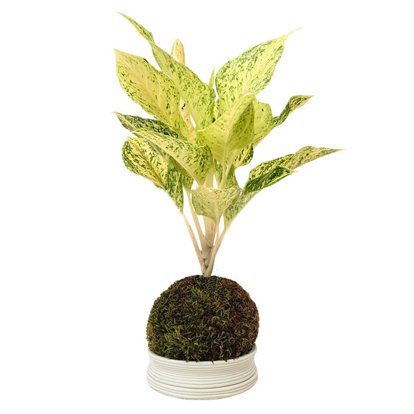 Kokedama Aglaonema Chance Chan
