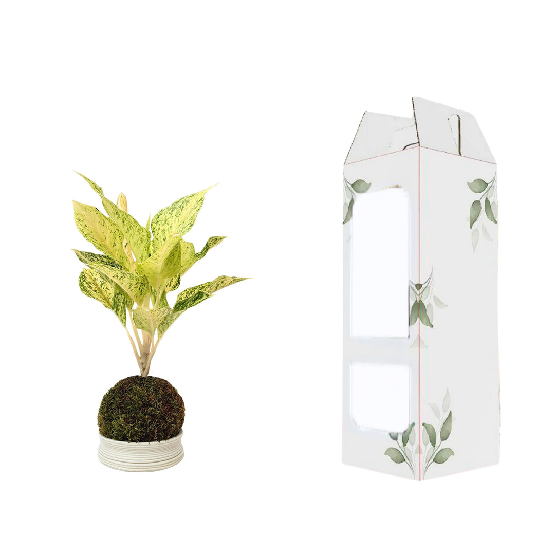 kokedama aglaonema luck chan con scatola da regalo