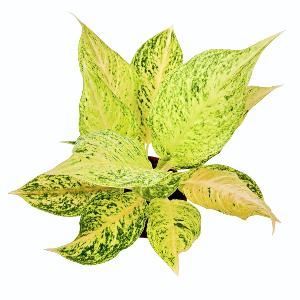 Dettaglio di kokedama artigianale visto dall'alto, muschio naturale compatto.