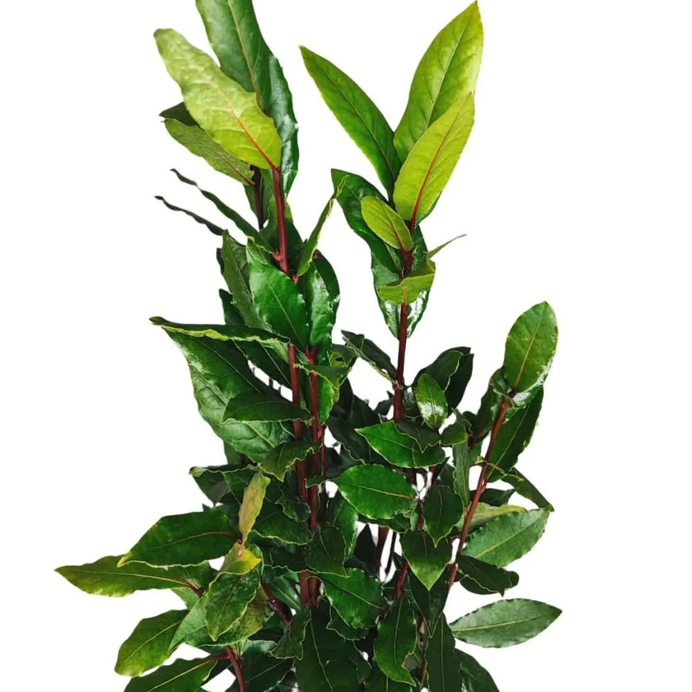 Alloro Laurus Nobilis siepe - esemplare di pianta con fogliame denso e verde