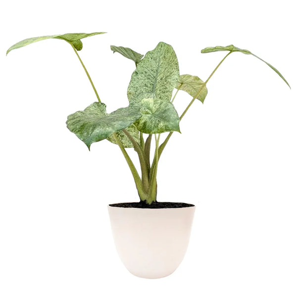 alocasia camouflage H.50 cm