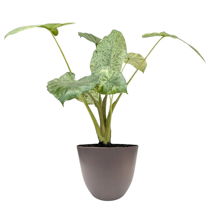 Alocasia Camouflage - pianta da interno con foglie ornamentali in coprivaso tortora