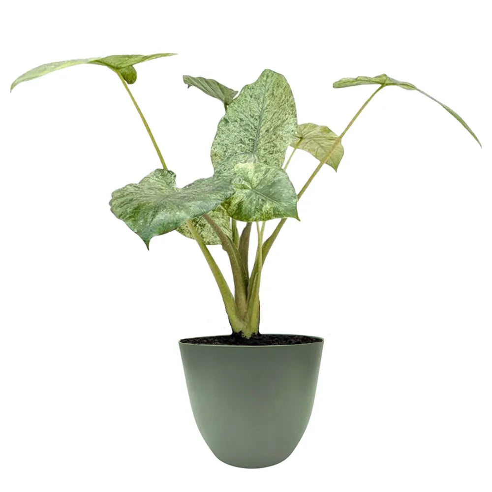 Alocasia Camouflage - pianta tropicale con foglie mimetica in vaso verde rosmarino
