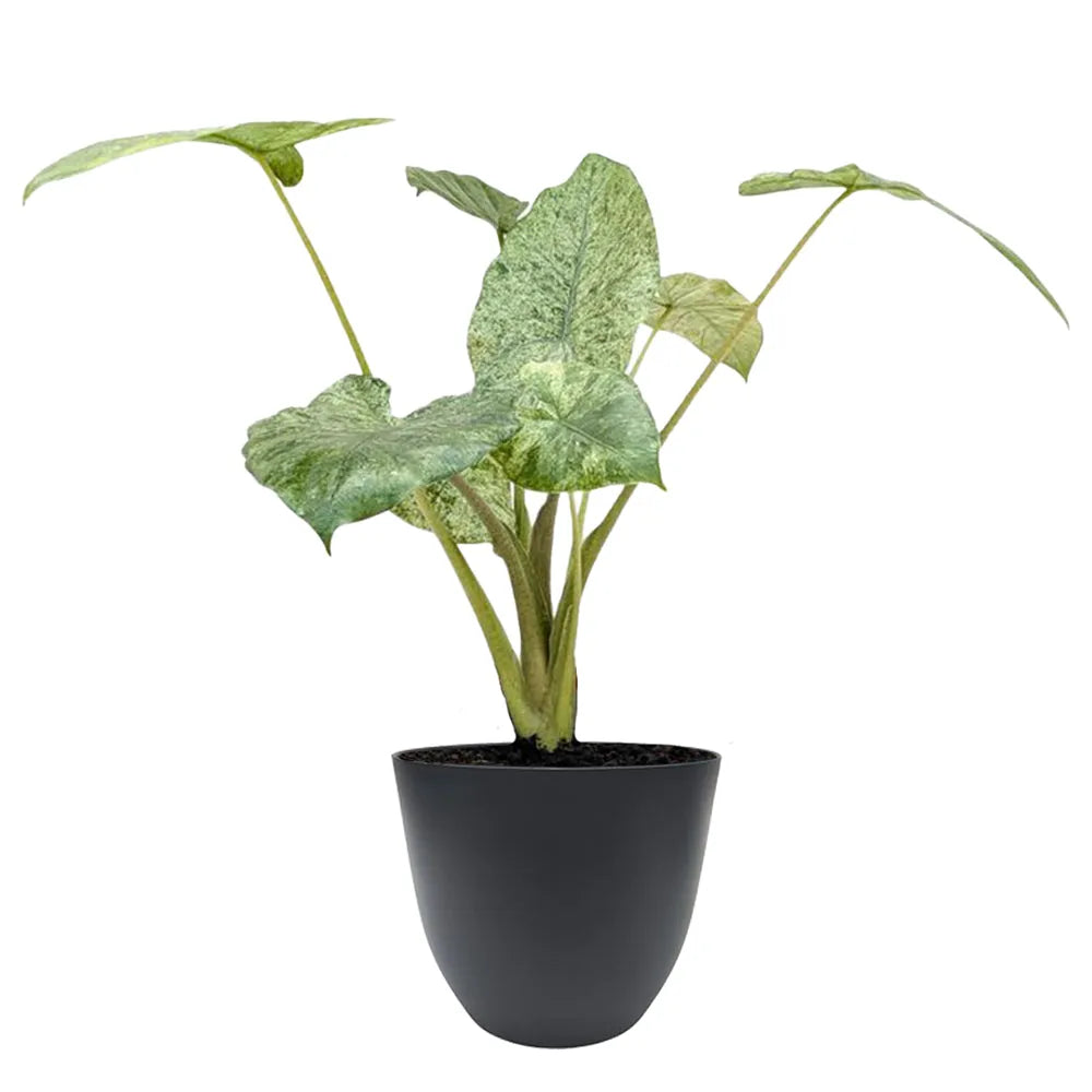 Alocasia Camouflage 50 cm - dettaglio delle foglie variegate in coprivaso antracite